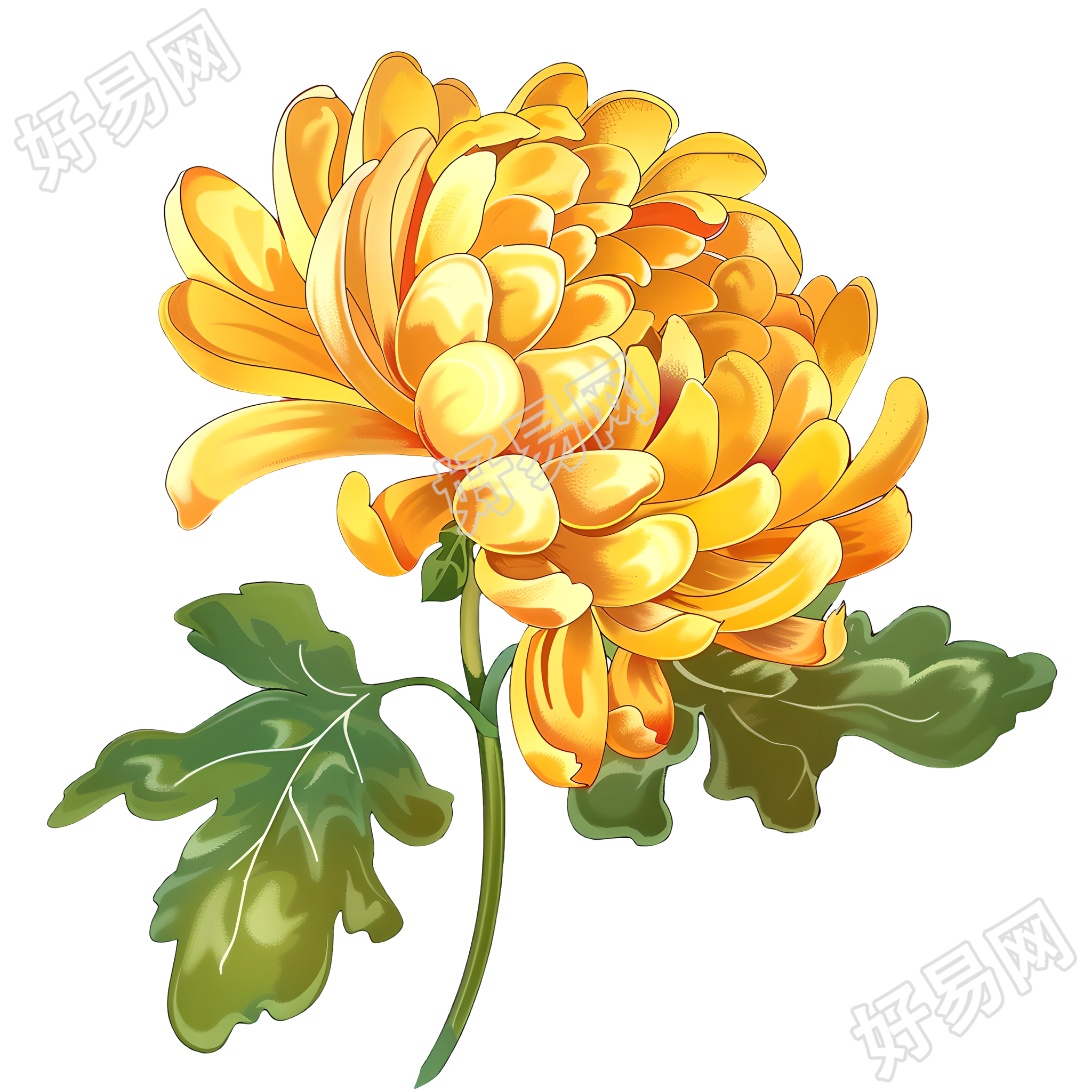 菊花插画设计素材