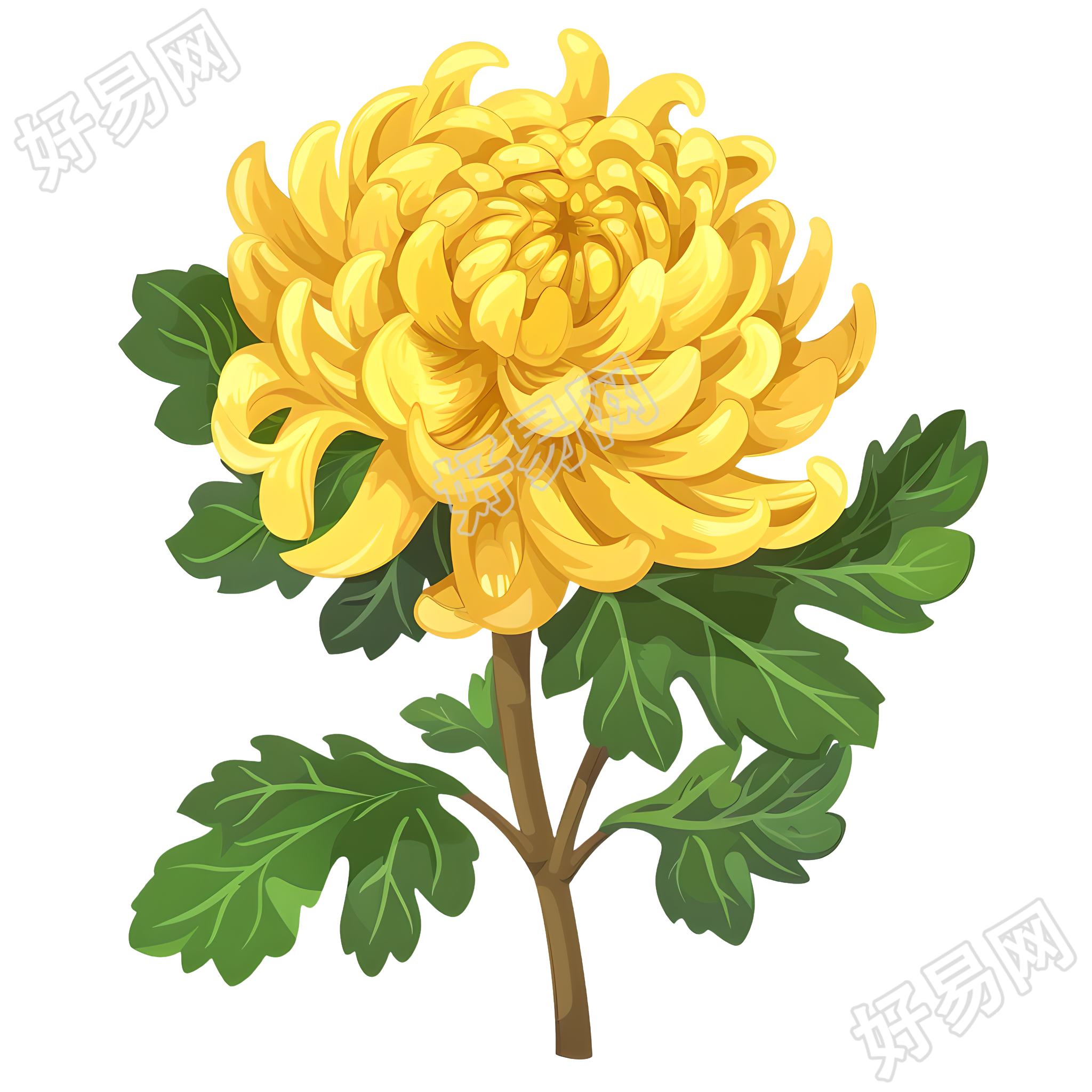 菊花透明背景插图