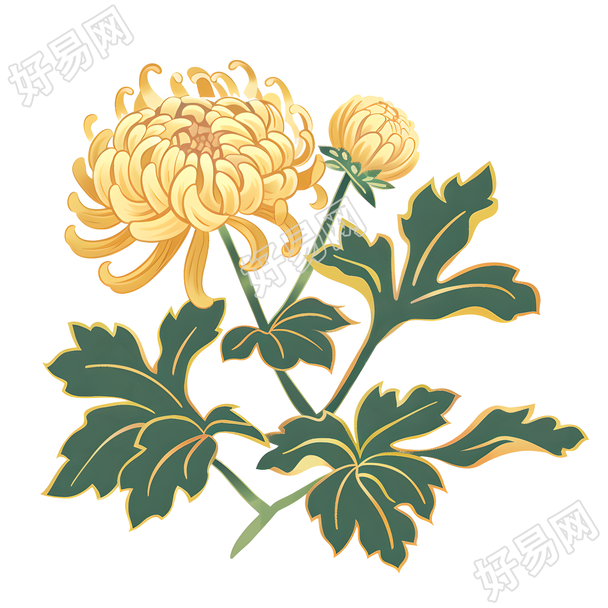 菊花简洁素材