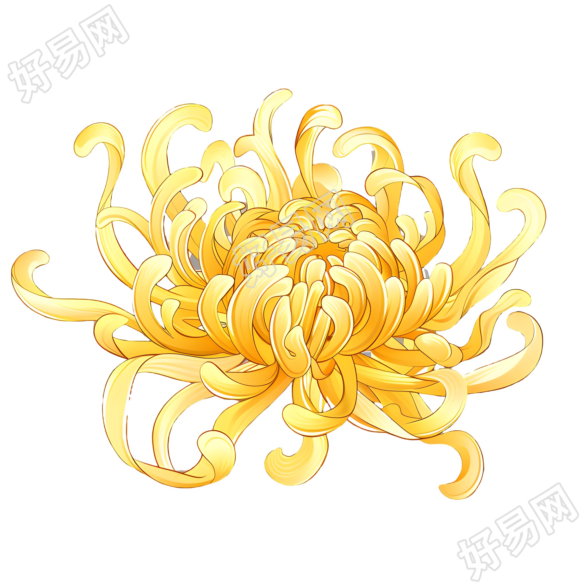 菊花可商用插画