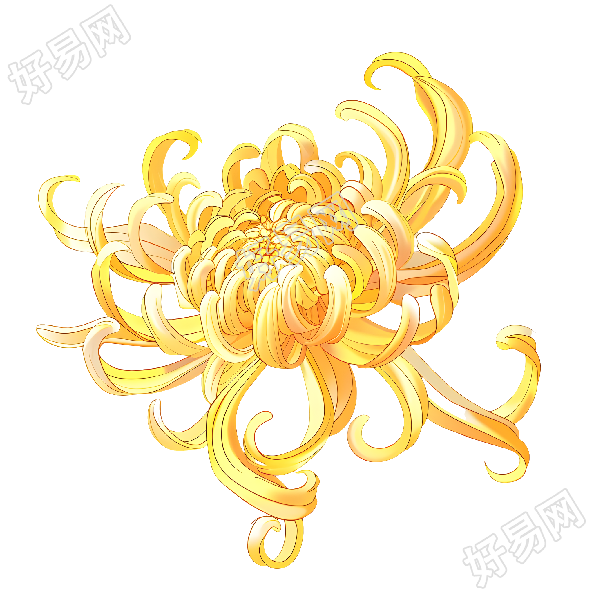 菊花商业设计元素