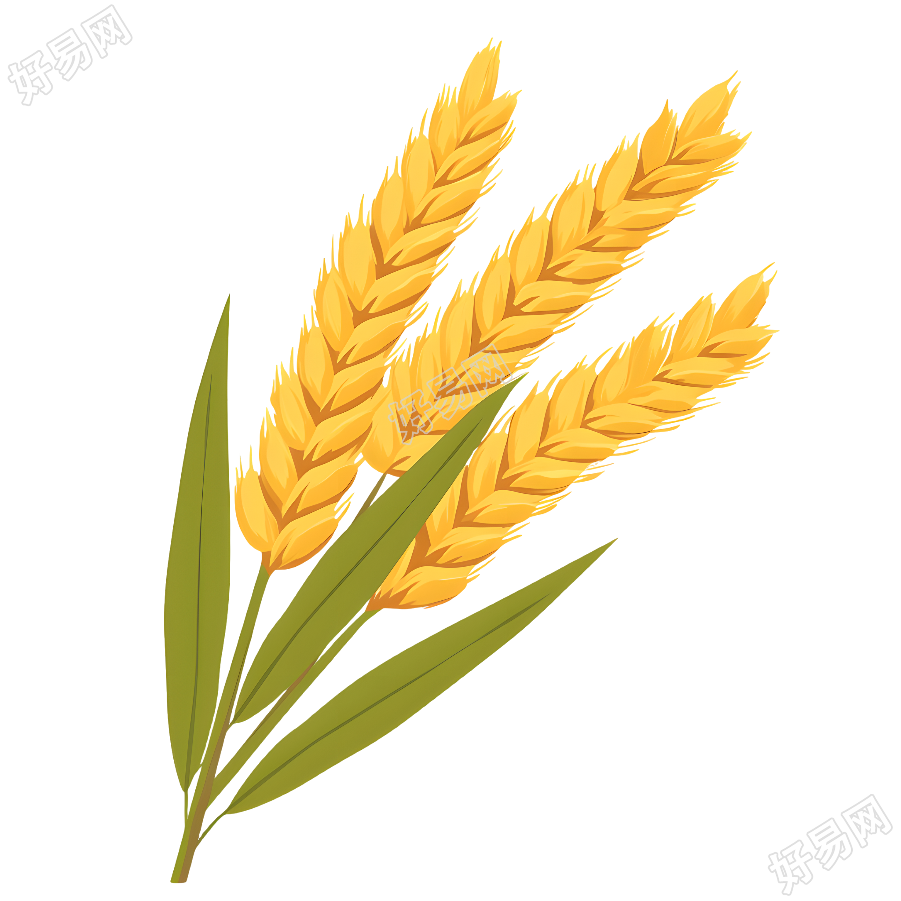 小麦高清图形素材