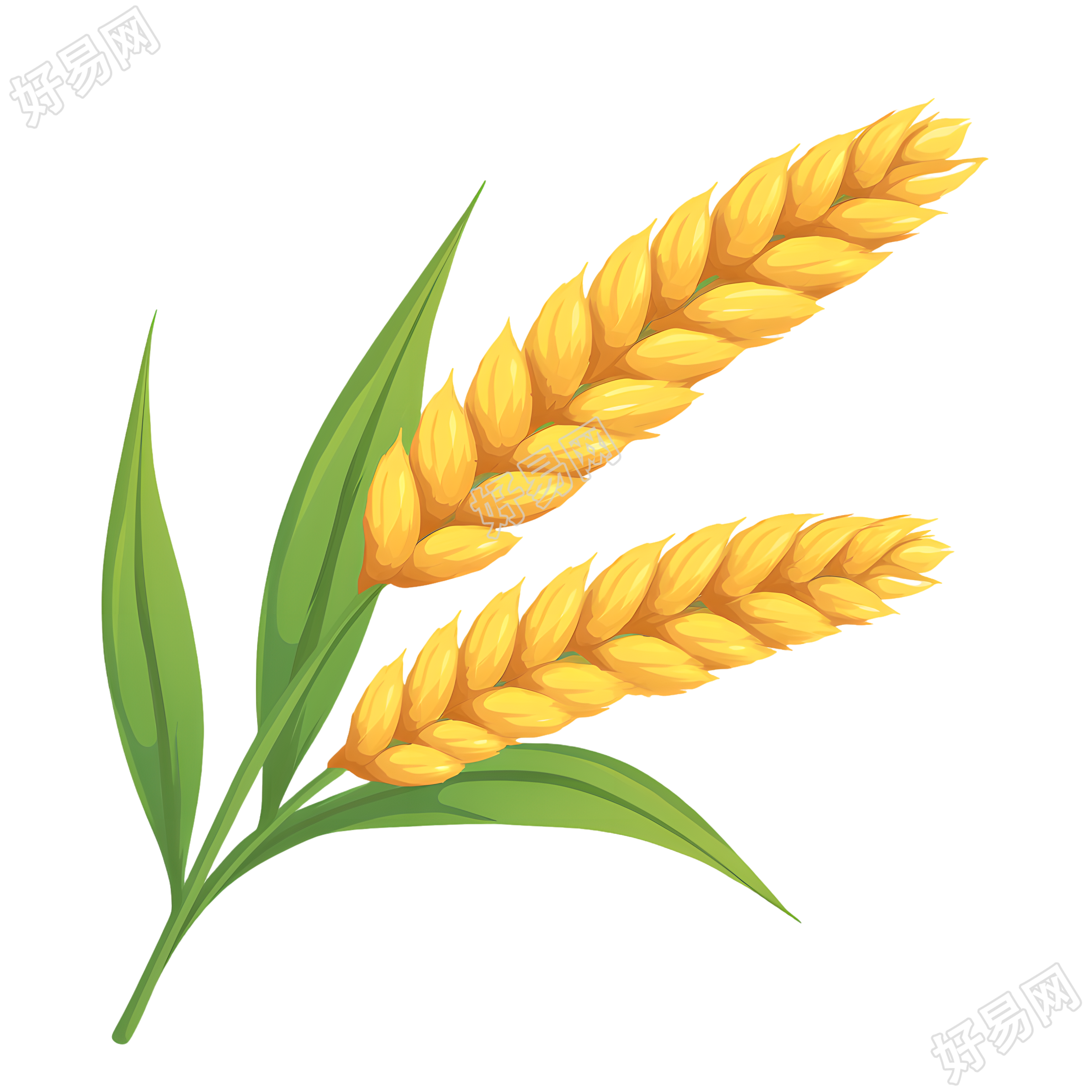 小麦PNG可商用插图