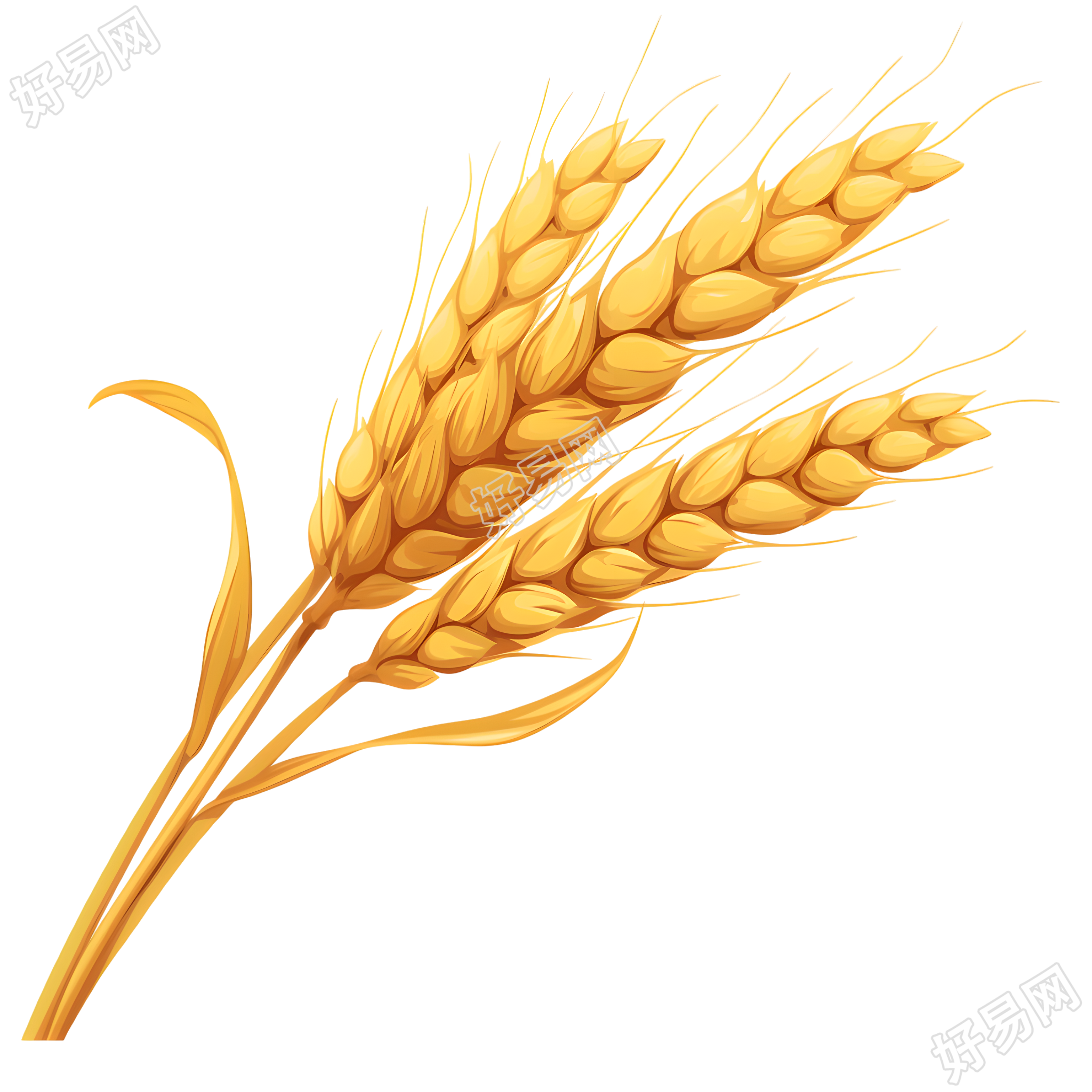 小麦插画素材