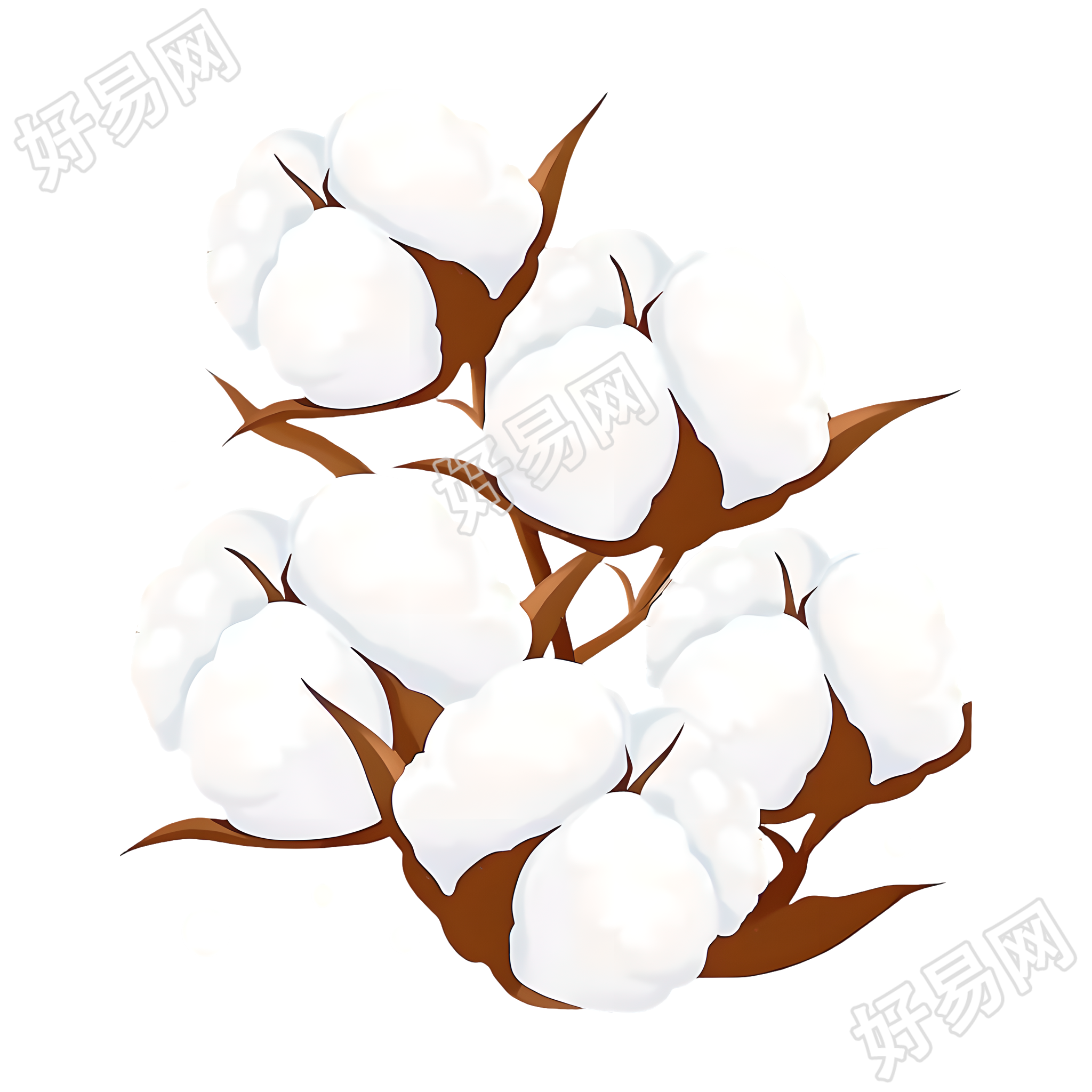 棉花洁白插图