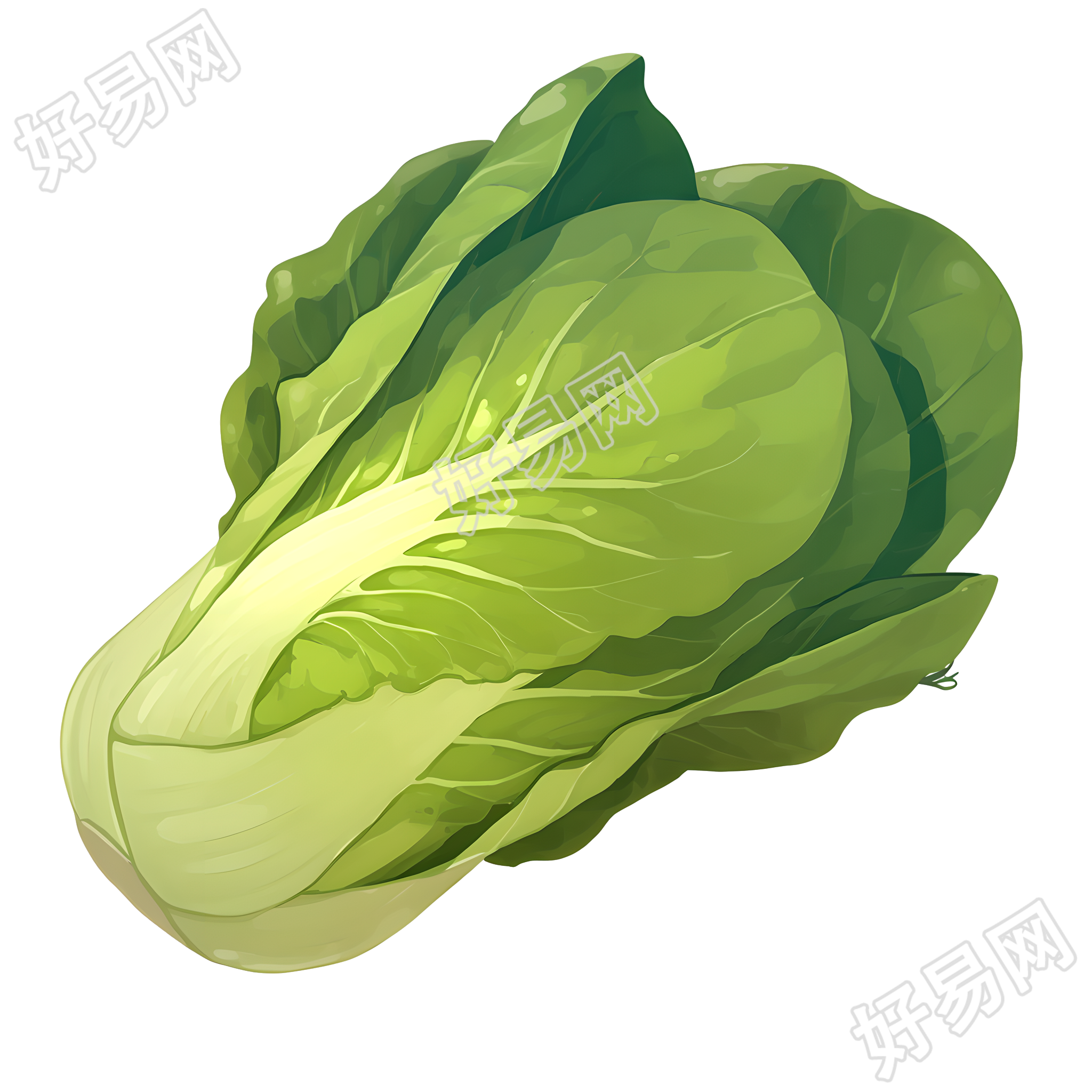油菜高清插画