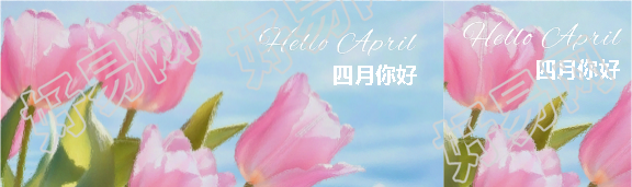 四月你好唯美郁金香公众号封面图