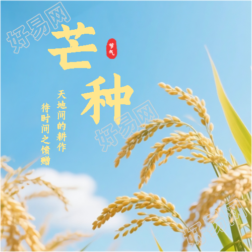 芒种传统习俗宣传微信公众号次图