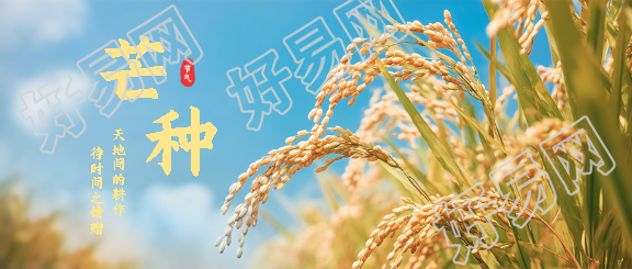 今日芒种忙于耕耘微信公众号首图