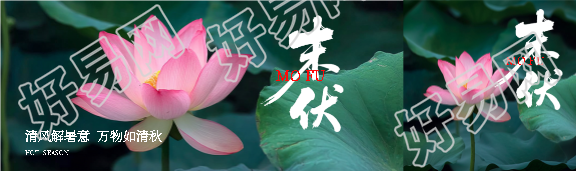 末伏时节荷花实景公众号封面图